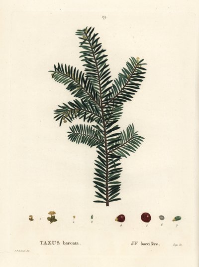 Engelse taxusboom of Europese taxus, Taxus baccata. Handgekleurde stipple gravure naar een illustratie van Pierre-Joseph Redoute uit Henri Louis Duhamel du Monceau