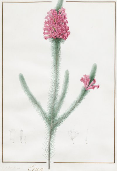 Erica Fulgida door Pierre Joseph Redouté