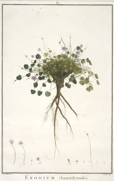 Erodium chamaedryoides, uit Geraniologia, seu Erodii, Pelargonii, Monsoniae et Grieli historia iconibus illustrata, 1787-88 (handgekleurde gravure) door Pierre Joseph Redouté