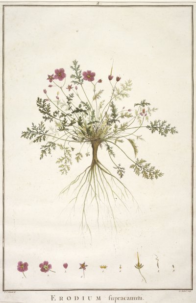 Erodium supracanum, uit Geraniologia, seu Erodii, Pelargonii, Monsoniae et Grieli historia iconibus illustrata, 1787-88 (handgekleurde gravure) door Pierre Joseph Redouté
