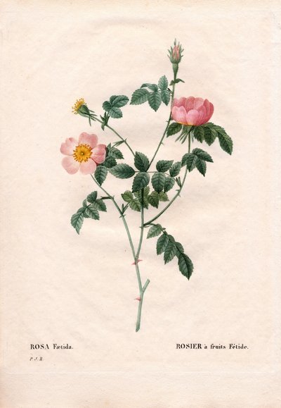 Stinkende roos. Handgekleurde stipple kopergravure uit Pierre Joseph Redoute