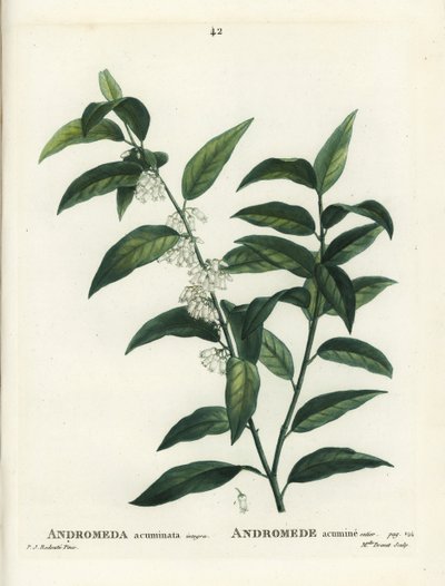 Fetterbush, Andromeda acuminata. Handgekleurde stipple gravure door Miss Brenet naar een illustratie van Pierre-Joseph Redoute uit Henri Louis Duhamel du Moncel