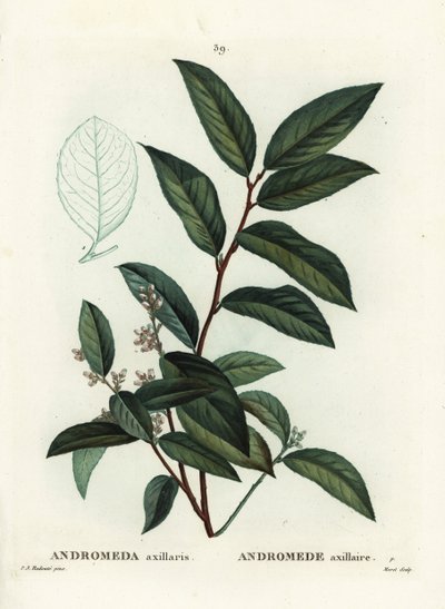 Fetterbush, Andromeda axillaris. Handgekleurde stipple gravure door Moret naar een illustratie van Pierre-Joseph Redoute uit Henri Louis Duhamel du Moncel