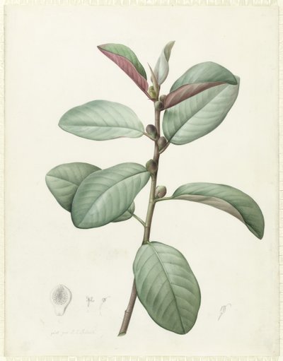 Ficus Rubeginosa door Pierre Joseph Redouté