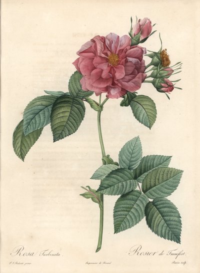 Frankfurt Rosier - Ets van Bessin, gebaseerd op een illustratie van Pierre Joseph Redoute (1759-1840), uit Les Roses door Pierre Joseph Redouté