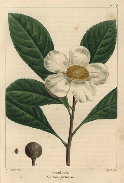 Frankliniaboom, Gordonia pubescens (gravure) door Pierre Joseph Redouté