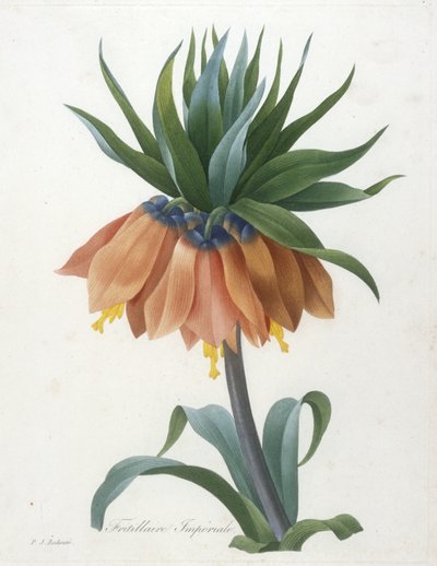 Fritillaria Imperialis, uit Choix Des Plus Belle Fleurs et des Plus Beaux Fruits, 1827 door Pierre Joseph Redouté