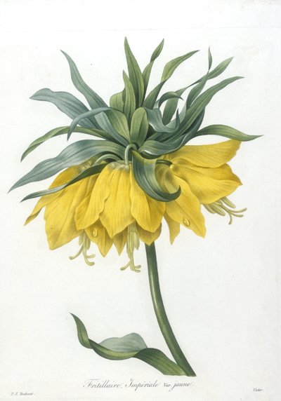 Fritillaire, Imperiale variété jaune, uit Choix Des Plus Belle Fleurs et des Plus Beaux Fruits, 1827 door Pierre Joseph Redouté