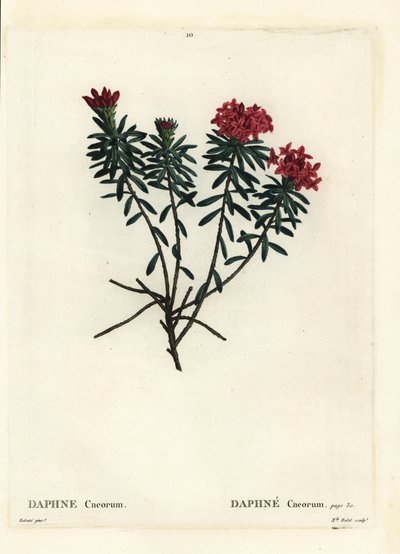 Guirlandebloem roos goud daphne, Daphne cneorum. Handgekleurde stipple gravure door Miss Rolet naar een illustratie van Pierre-Joseph Redoute uit Henri Louis Duhamel du Moncel