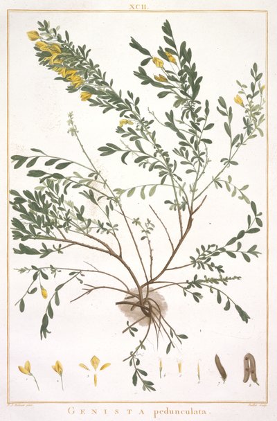 Genista pedunculata, uit Stripes Novae aut Minus Cognitae, 1784 (handgekleurde gravure) door Pierre Joseph Redouté
