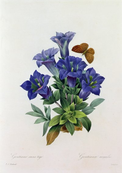 Gentiana Acaulis door Pierre Joseph Redouté