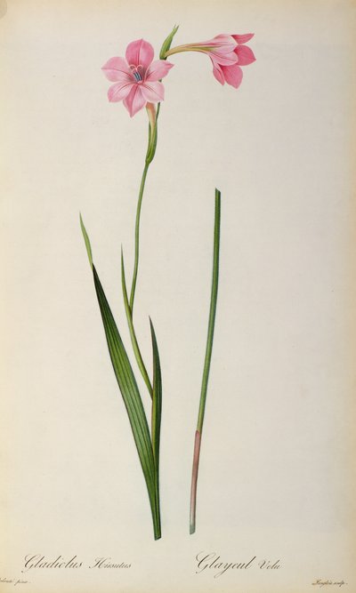 Gladiolus Hirsulus, uit 