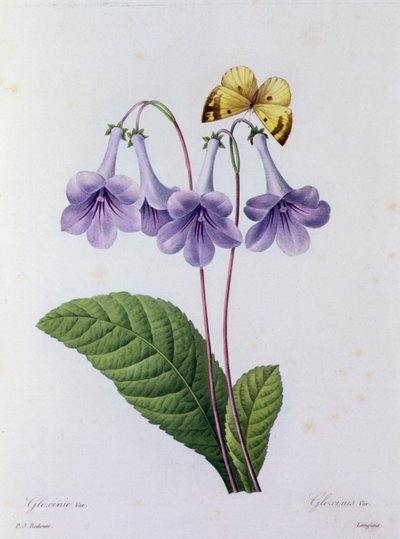 Gloxinia door Pierre Joseph Redouté
