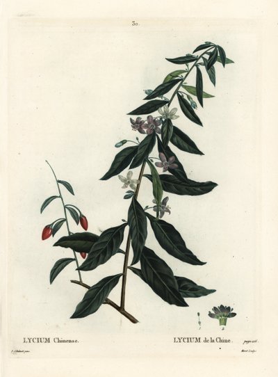 Goji bes of Chinese boksdoorn, Lycium chinense. Handgekleurde stipple gravure door Moret naar een illustratie van Pierre-Joseph Redoute uit Henri Louis Duhamel du Monceau