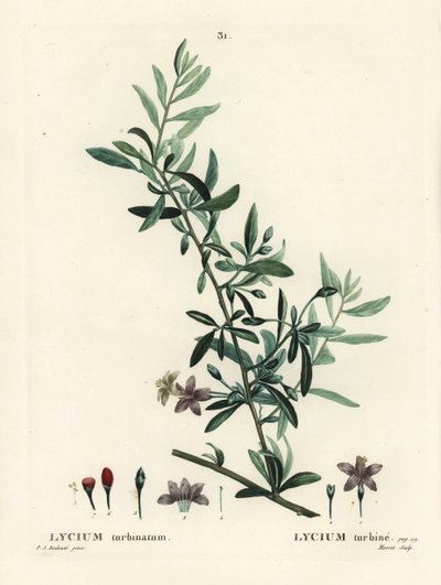 Goji bes of Chinese wolfbes door Pierre Joseph Redouté