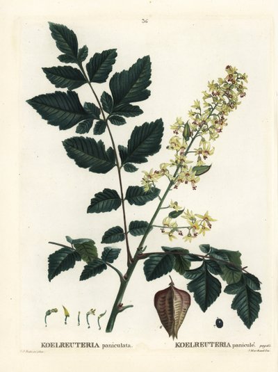 Goudenregenboom, trots van India, China boom of lakboom, Koelreuteria paniculata. Handgekleurde stipple gravure naar een illustratie van Pierre-Joseph Redoute uit Henri Louis Duhamel du Monceau