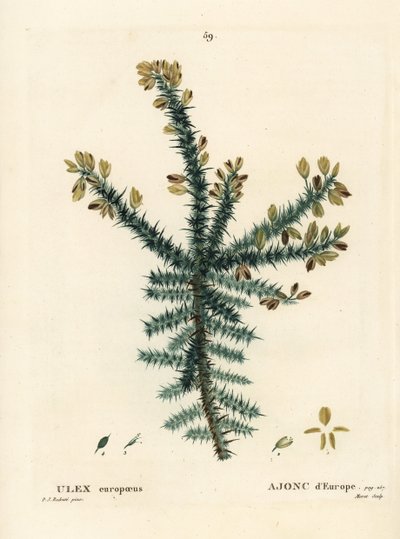 Gaspeldoorn, Ulex europaeus. Handgekleurde stipple gravure door Moret naar een illustratie van Pierre-Joseph Redoute uit Henri Louis Duhamel du Moncel
