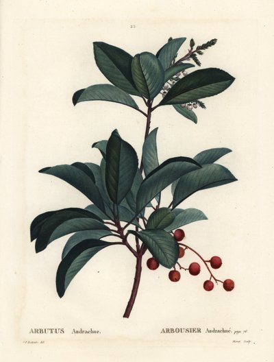 Griekse aardbeiboom door Pierre Joseph Redouté