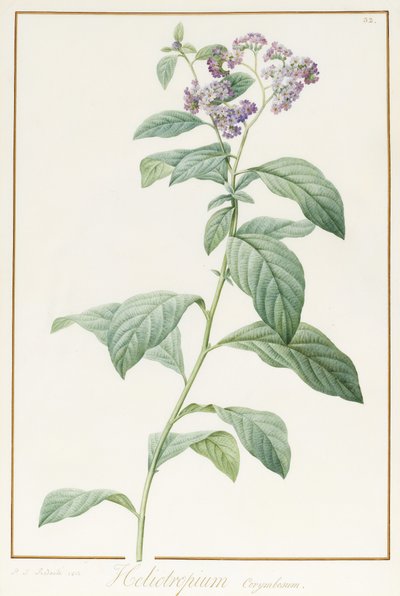Heliotropium Corymbosurn, 1812 door Pierre Joseph Redouté