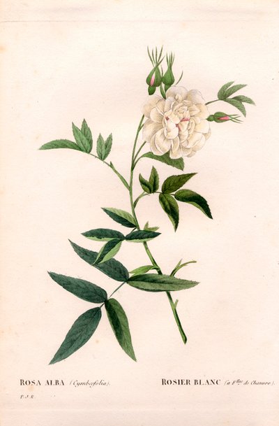 Hennepbladige witte roos, Rosa alba var. cannabifolia, witte roos met hennepbladeren. Handgekleurde stipple kopergravure uit Pierre Joseph Redoute