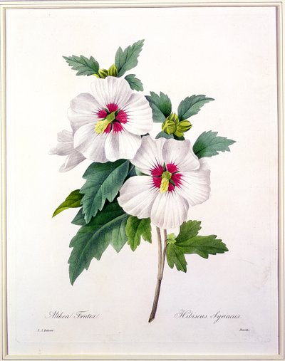 Hibiscus syriacus, gegraveerd door Bessin, uit 