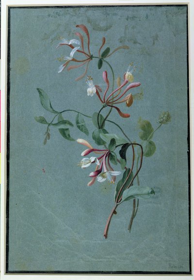 Kamperfoelie door Pierre Joseph Redouté