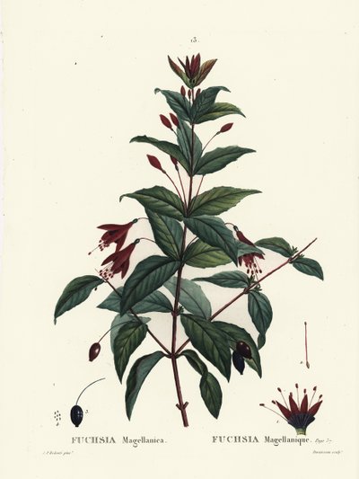 Kolibriefuchsia, Fuchsia magellanica door Pierre Joseph Redouté