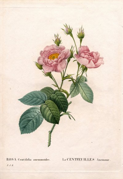 Honderdbladige Anemoonroos, Rosa centifolia variëteit, La Centfeuilles Anemone door Pierre Joseph Redouté