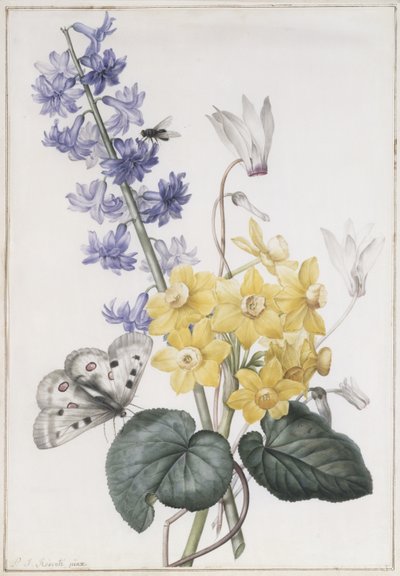 Hyacint, Cyclamen en Narcissen door Pierre Joseph Redouté