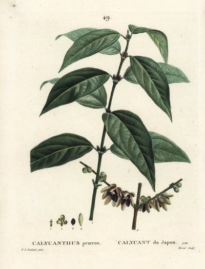 Japanse allspice, Chimonanthus praecox door Pierre Joseph Redouté