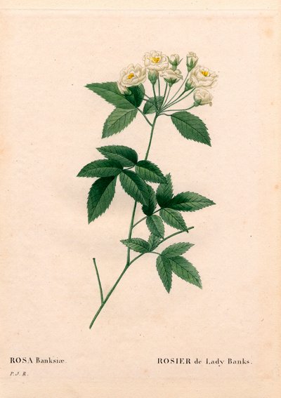 Lady Banks roos, Rosa banksiae var. alba-plena. Handgekleurde stipple kopergravure uit 