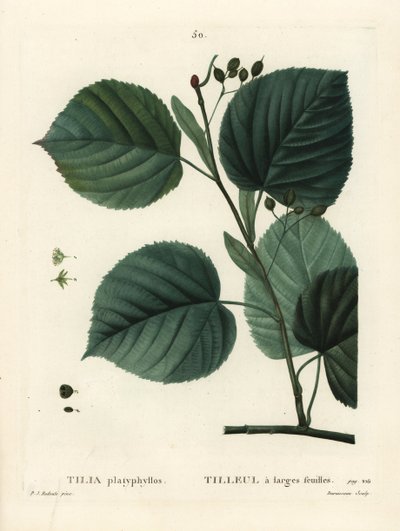 Grootbladige lindeboom, Tilia platyphyllos door Pierre Joseph Redouté