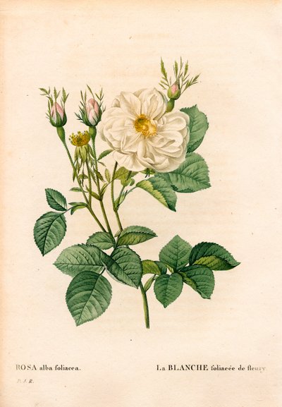 Bladige witte roos van Fleury, Rosa alba variëteit, la blanc foliacee de Fleury. Handgekleurde stipple kopergravure uit Pierre Joseph Redoute