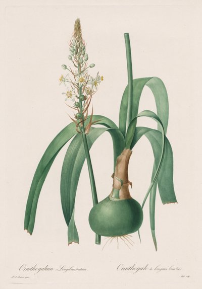 Les Liliacées: Ornithogalum longibracteatum door Pierre Joseph Redouté