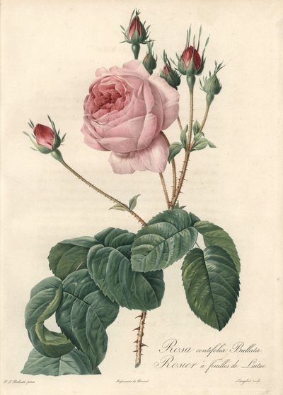Sla blad roos - Eau forte van Langlois, naar een illustratie van Pierre Joseph Redoute (1759-1840), uit Les Roses door Pierre Joseph Redouté