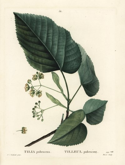 Lindeboom, Tilia pubescens. Handgekleurde stipple gravure door Moret naar een illustratie van Pierre-Joseph Redoute uit Henri Louis Duhamel du Moncel