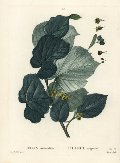 Lindeboom, Tilia rotundifolia. Handgekleurde stipple gravure door Moret naar een illustratie van Pierre-Joseph Redoute uit Henri Louis Duhamel du Moncel