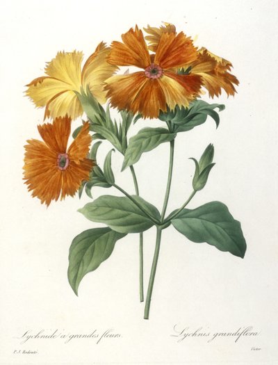 Lychnide a grandes fleurs, Lychnus grandiflora, uit Choix Des Plus Belle Fleurs et des Plus Beaux Fruits, 1827 door Pierre Joseph Redouté