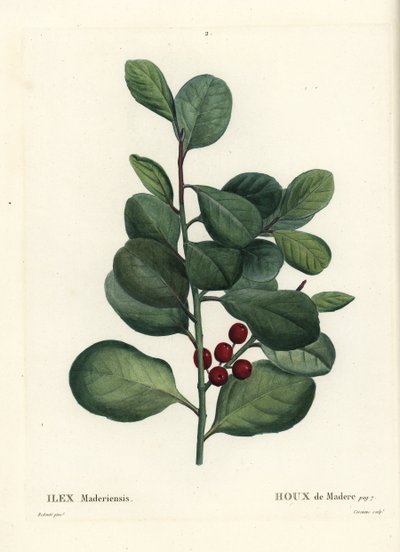 Madeira hulst, Ilex perado (Hulst van Madeira, Ilex maderiensis). Handgekleurde stipple gravure door Casenave naar een illustratie van Pierre-Joseph Redoute uit Henri Louis Duhamel du Monceau