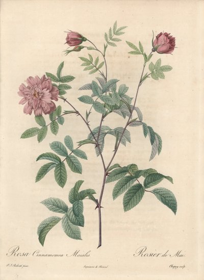 Meiroos of kaneelroos - Eau forte van Chapuy, naar een illustratie van Pierre Joseph Redoute (1759-1840), uit Les Roses door Pierre Joseph Redouté