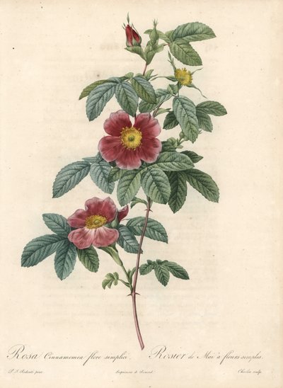 Meiroos of kaneelroos een eenvoudige bloem - Eau forte van Charlin, naar een illustratie van Pierre Joseph Redoute (1759-1840), uit Les Roses door Pierre Joseph Redouté