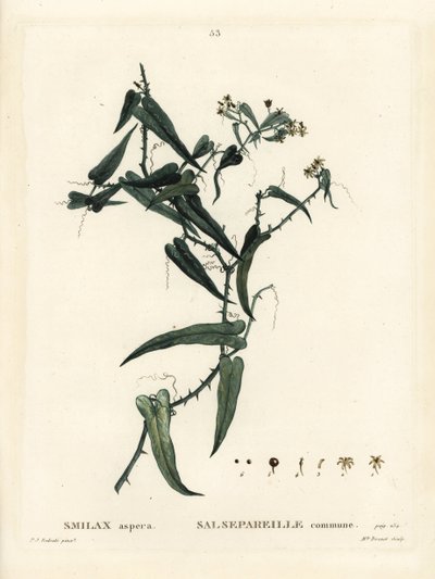 Middellandse Zee smilax door Pierre Joseph Redouté