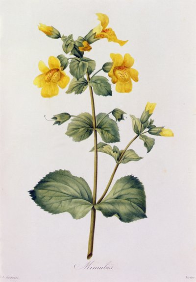 Mimulus door Pierre Joseph Redouté