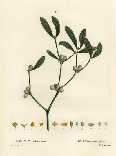 Maretak, Visum album. Handgekleurde stipple gravure door Miss Brenet naar een illustratie van Pierre-Joseph Redoute uit Henri Louis Duhamel du Moncel