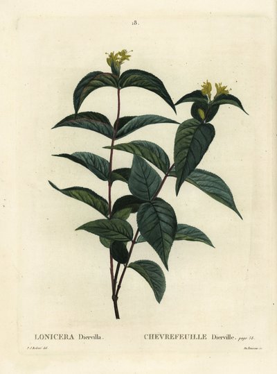 Noordelijke struikgeelster, Diervilla lonicera. Handgekleurde stipple gravure door Du Ruisseau naar een illustratie van Pierre-Joseph Redoute uit Henri Louis Duhamel du Monceau