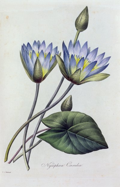 Nymphea Caerulea door Pierre Joseph Redouté