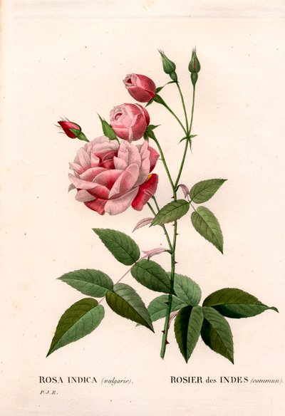 Oude blush roos, Rosa chinensis, Indiase roos gewoon. Handgekleurde stipple kopergravure uit Pierre Joseph Redoute