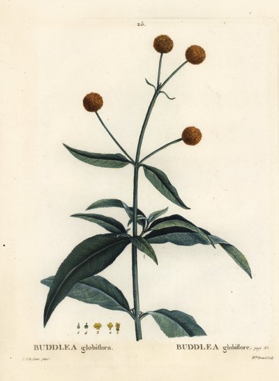 Oranje-bal-boom, Buddleja globosa door Pierre Joseph Redouté