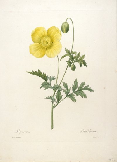 Papaver, uit Choix Des Plus Belle Fleurs et des Plus Beaux Fruits, 1827 (handgekleurde stipple gravure) door Pierre Joseph Redouté