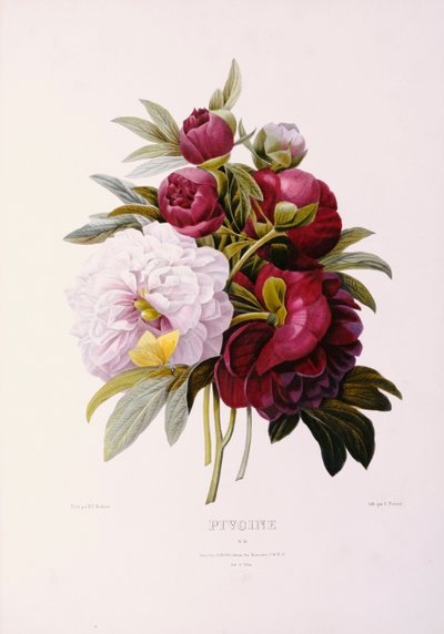 Pioenen, gegraveerd door Prevost door Pierre Joseph Redouté